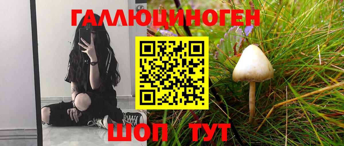 Галлюциногенные грибы Psilocybe Валуйки